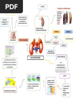 Mapa Glucocorticoides