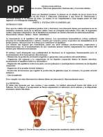 Fisiología Renal