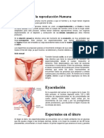 El Proceso de La Reproducción Humana