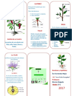 TRIPTICO de Las Plantas