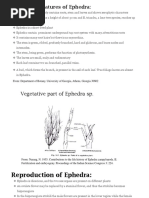 Vegetative Features of Ephedra