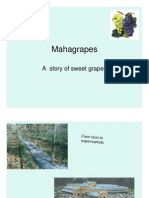 Ma Ha Grapes Story