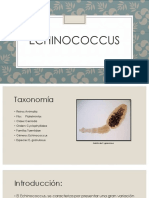 Echinococcus y Tenia