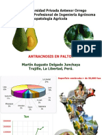 Antracnosis en Palto