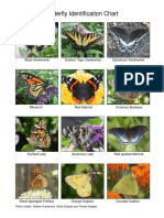 Butterfly Chart