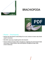 BRACHIOPODA