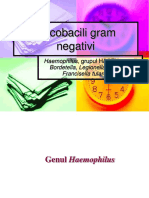 Curs Cocobacili Gram Negativi