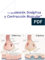 Sinapsis y Contraccion Muscular Gral