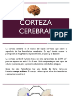 Corteza Cerebral