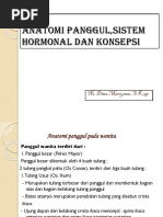 Anatomi Panggul, Sistem Hormonal Dan Konsepsi: Ns. Dina Mariyana.,S.Kep