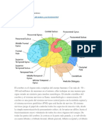 Lóbulos Del Cerebro y Sus Funciones