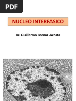 Nucleo Interfasico-Esmh