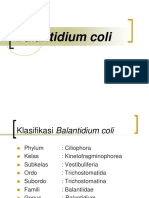 Balantidium Coli