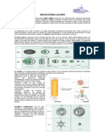 Guía de Estudio Virus