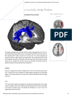 Superior Longitudinal Fasciculus - Connectopedia Knowledge Database - PR Denis Ducreux