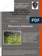 Flaveria Bidentis Diapo