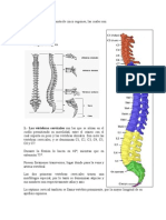 Columna Vertebral