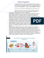 Niveles de Organización