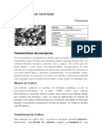 Saccharomyces Cerevisiae