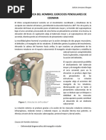 Biomecanica Del Hombro Ejercicios Pendulares de Codman