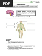 Practico Sistema Nervioso 4 Basico