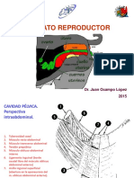 Aparato Reproductor 2015