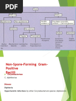 Gram Positive