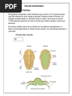 Phylum Artropodos