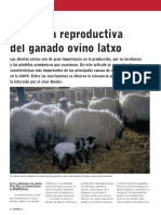 Patología Reproductiva en Ovinos PDF