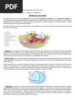 Guia Taller Organelos Celulares