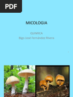 Micologia Copia Hongos Filamentosos