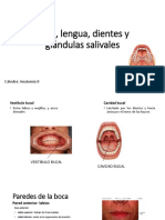 Boca, Lengua y Glándulas Salivales