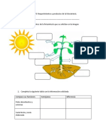 Ficha Requerimientos y Productos de La Fotosíntesis