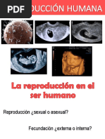 Reproduccion Humana - Taller