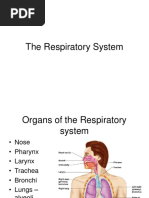 CH 13 - Respiratory System