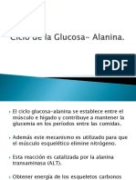 Ciclo de La Glucosa Alanina