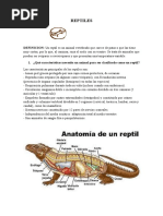 Especialidad REPTILES