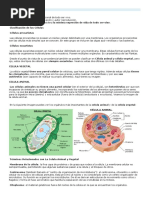 Celula Animal y Vegetal