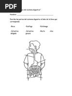 15 VKGZMMR1 Actividadpartesdelsistemadigestivo PDF