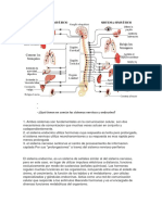 Qué Tienen en Común Los Sistemas Nervioso y Endocrino