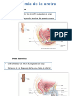 Diapositiva de Morfo-Uretra