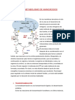 Metabolismoi de Aminiacidos