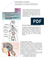 Sistema Endocrino y Las Hormonas