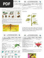 Ficha La Raíz y El Tallo