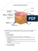 The Integumentary System