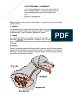 La Respiracion en Los Animales