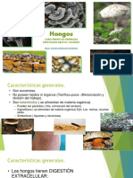 Hongos, Caracteristicas Generales, Principales Grupos, Liquenes