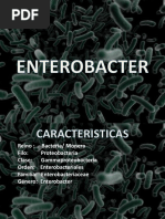 Enterobacter (Genero)