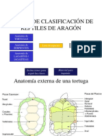 Claves de Clasificación de Reptiles de Aragón