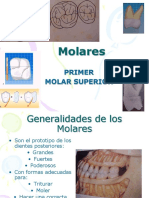 1er Molar Superior